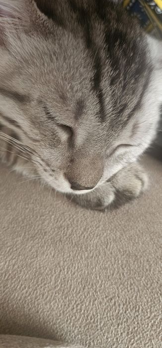 Отдам кота 4 месяца