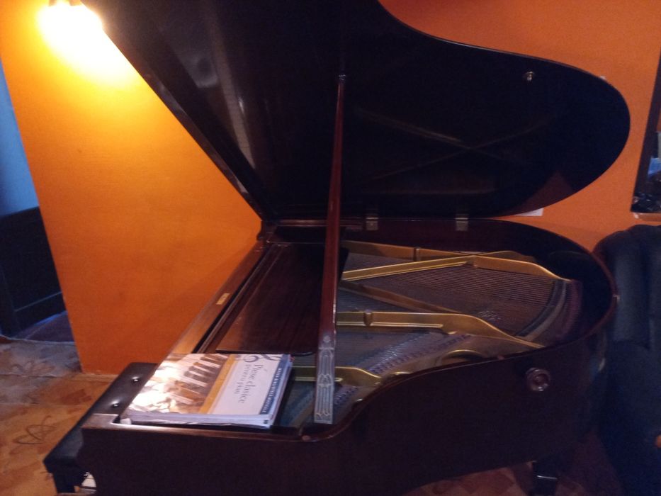 Vand/schimb pian cu coada scurta Hofmann