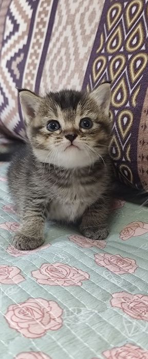 Подарок. Породистые котята