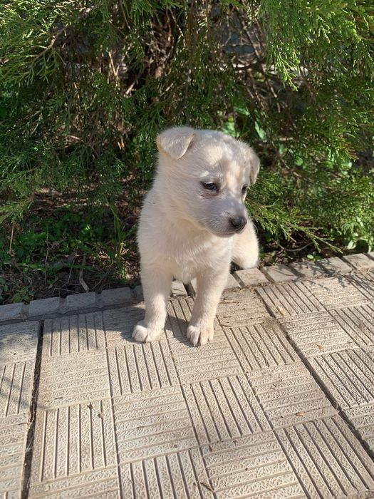 СРОЧНО!Щенки Даром.