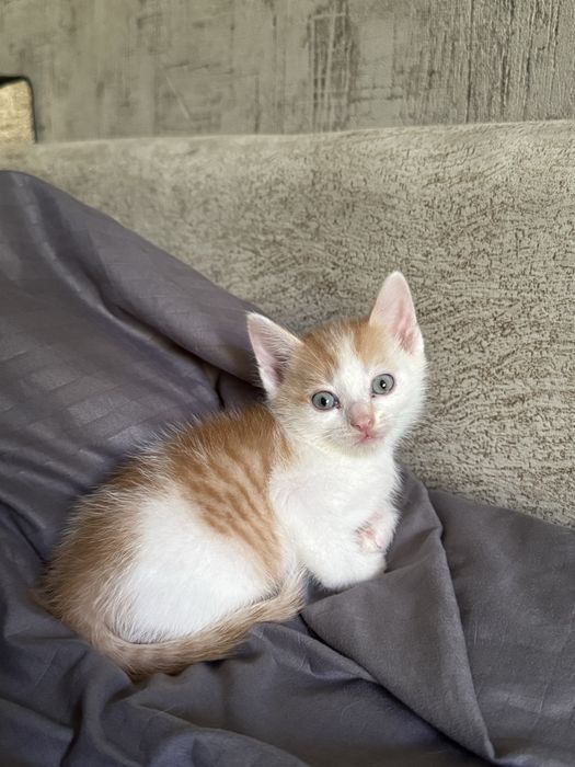 отдаю котят в добрые руки