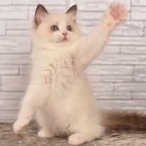 Anal hoqnalar jinsiy aloqa qichqiradi