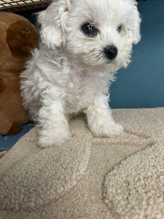 Бишон фризе момче