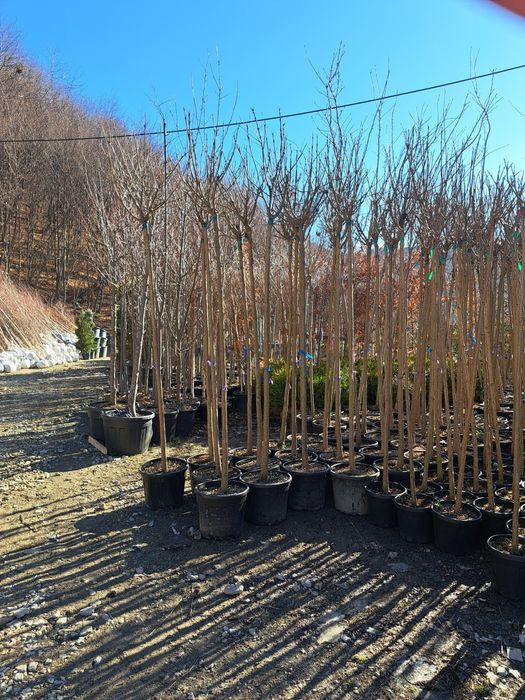 Vindem Mesteacan Tei Catalpa Frasin Stejar Tuia