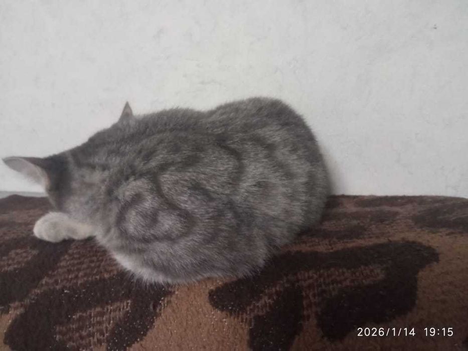 Котёнок, мальчик, 4 мес , мышелов