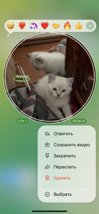 Siyamski mushuk bollari