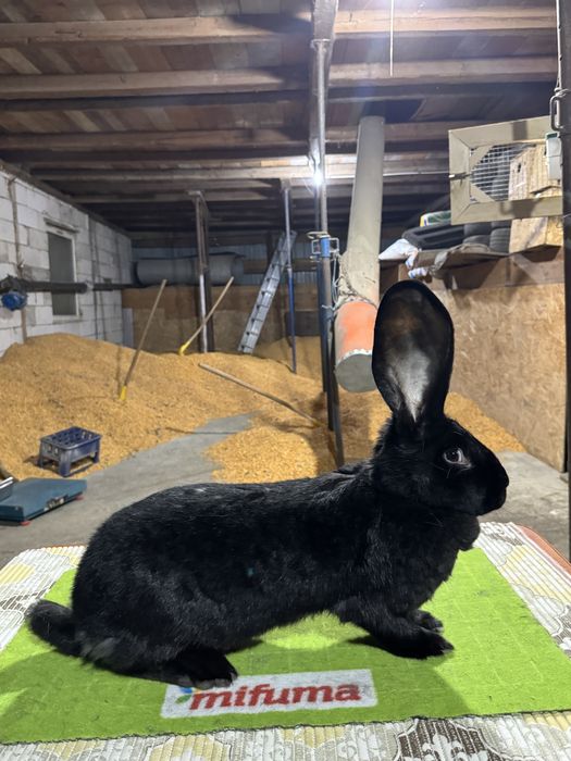 Vand femela URIAS GERMAN Negru!