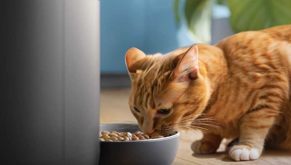 Интелигентна хранилка с камера Philips PAW5320/02