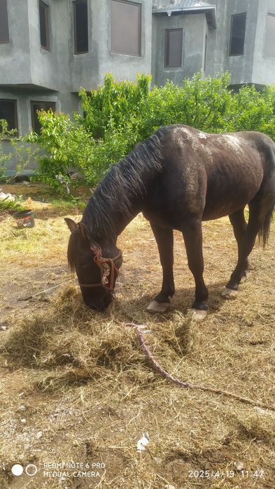 Ot sotiladi jizzaxda