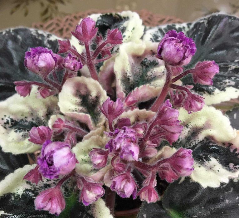 Продам листья сортовых фиалок