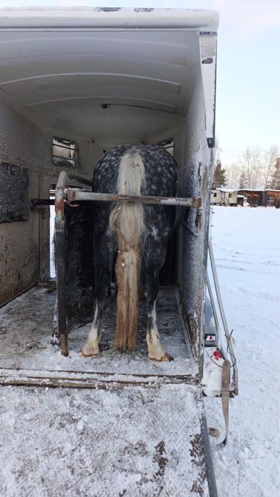 Продам кобылку 7 лет