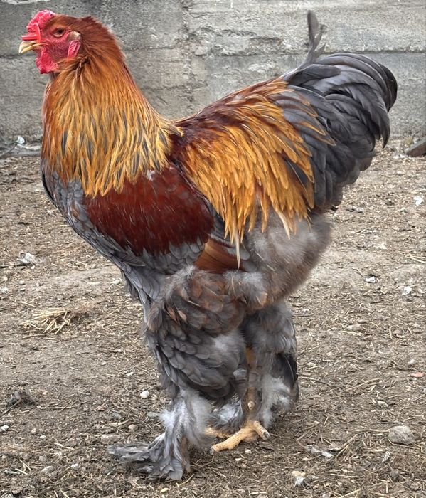 Cocos brahma potarnichiu albastru de anul trecut 2025