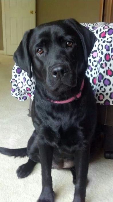 продам щенков лабрадора!