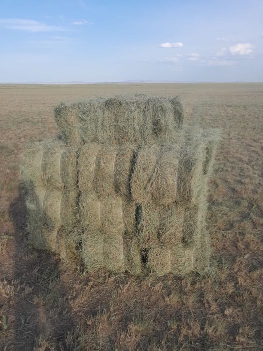 Продается сено в тюках, 1000 тенге