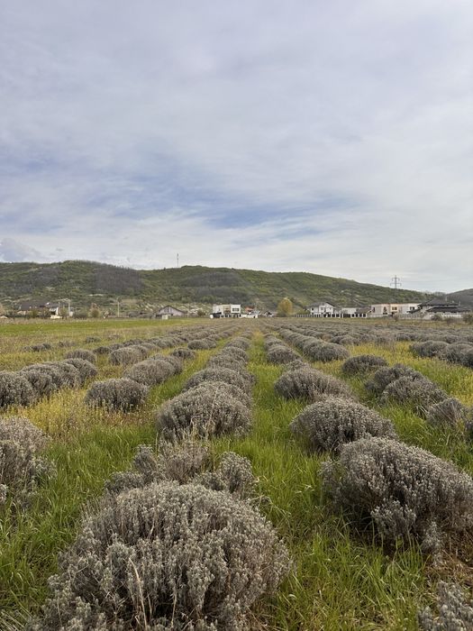 Vand lavanda/ tufe de lavanda