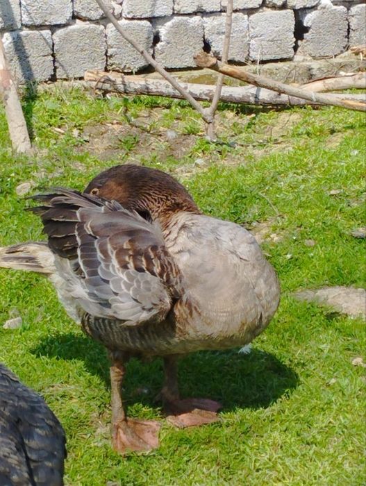 Крупные серые гуси