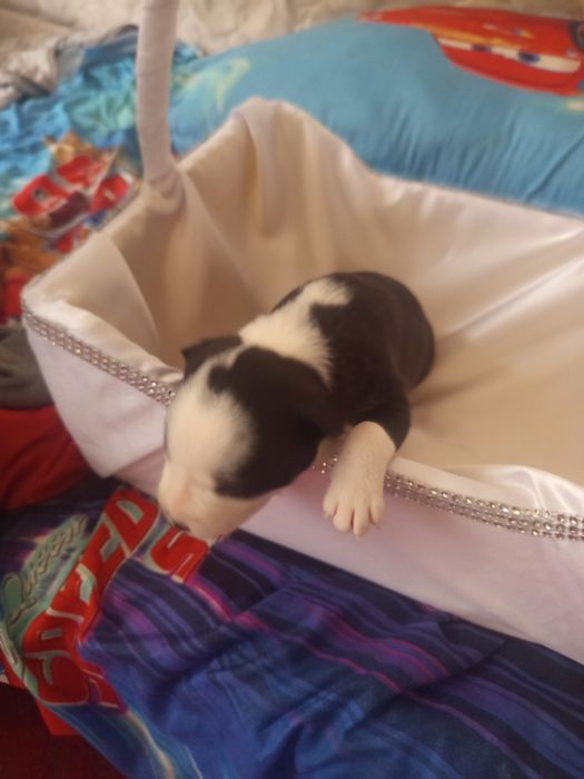 Щенки стафа 1 мецяц