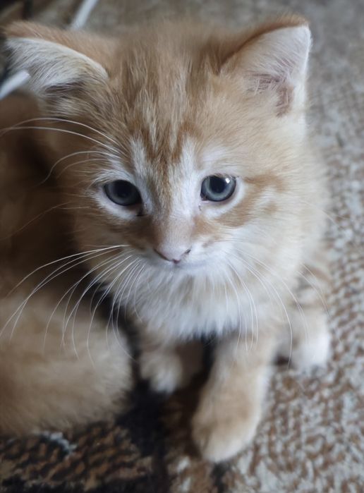 Котенок в добрые руки бесплатно