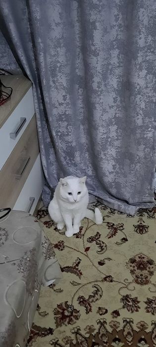 Вязка для кошек, альбинос! 10000