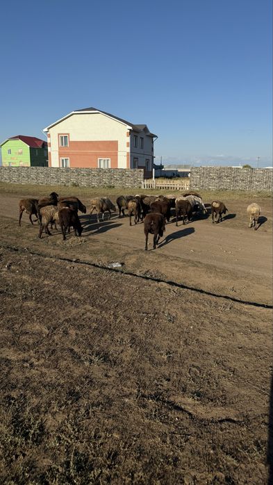 Продам овец оптом