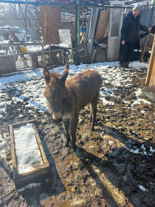 Продам осла молодой ,красивый