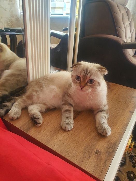 Скотиш фолд малчик