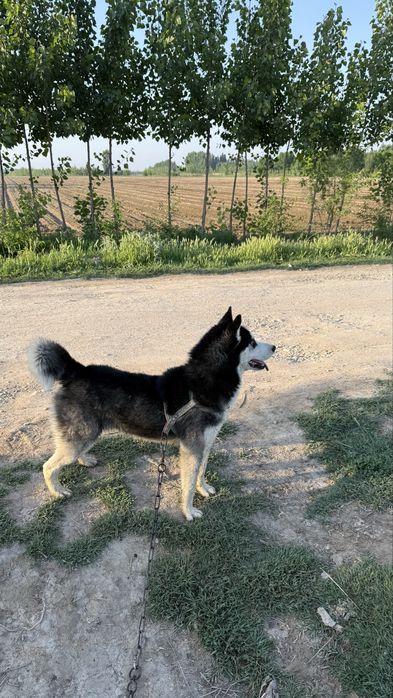 Сибир Хаски тоза зотли!