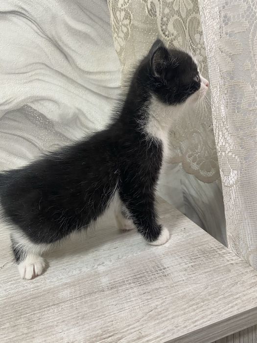 Отдам котят 1 месяц
