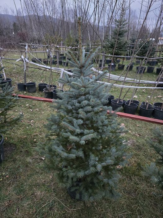 Brazi în ghiveci cu radacina
