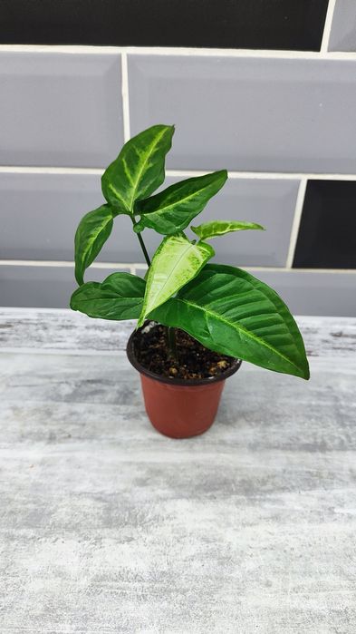 Сингониум ушковатый