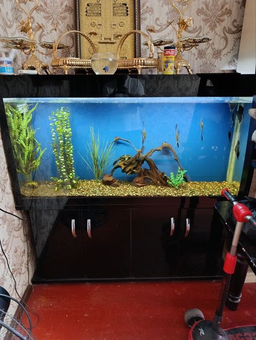 Akvarium ichidagi baliqlari bilan sastayanasi alo 400 l