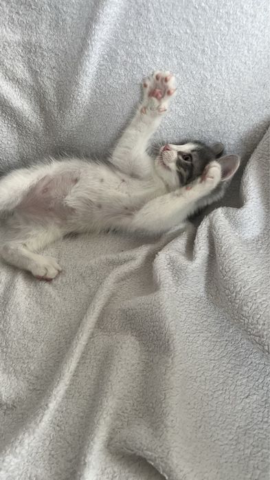 Отдам котят в добрые руки!