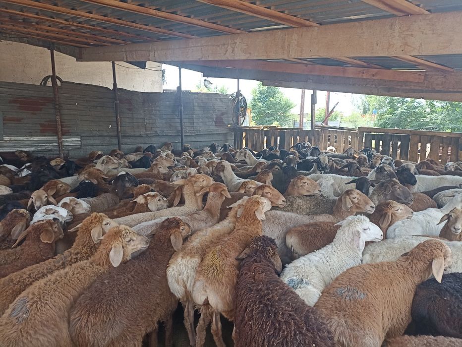 Кой кой кой бараны г.Алматы