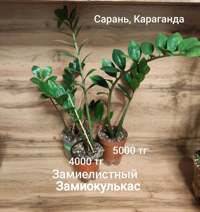 Замиокулькас разный