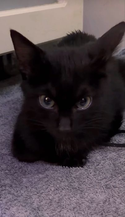 Котенок в добрые руки