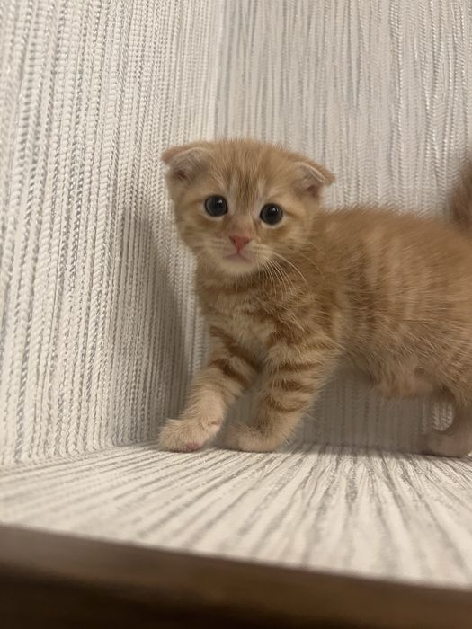 Шотландские котята