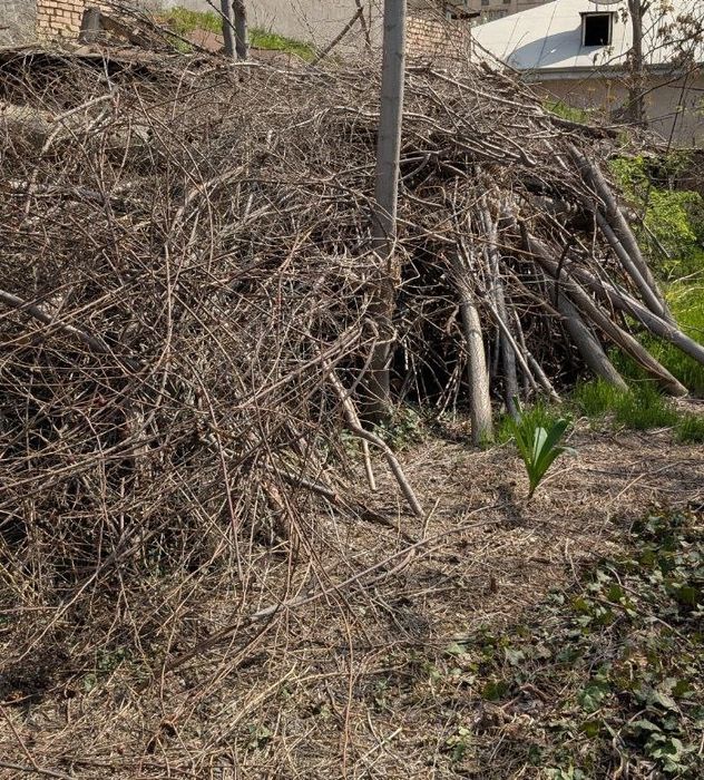 Дрова ветки o‘tin, shox-shabba, daraxt shoxlari, yoqilg‘i, pech uchun