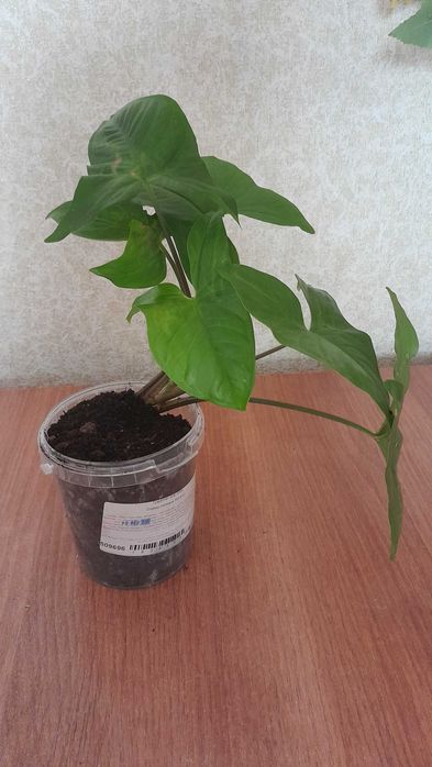 Набор комнатных цветов