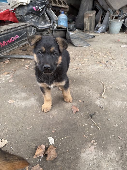 Nemetiskiy afcharka bollari sotildi. 2 oylik