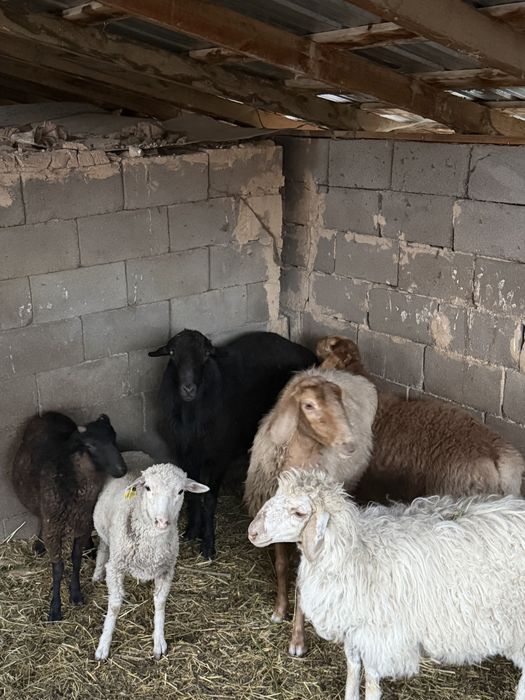 Продам племенного Барана