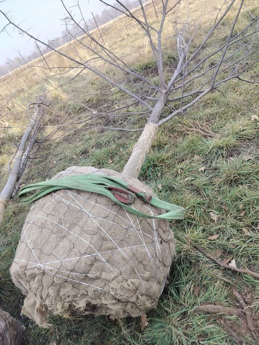 Дуб ясень клён катальпа берёза
