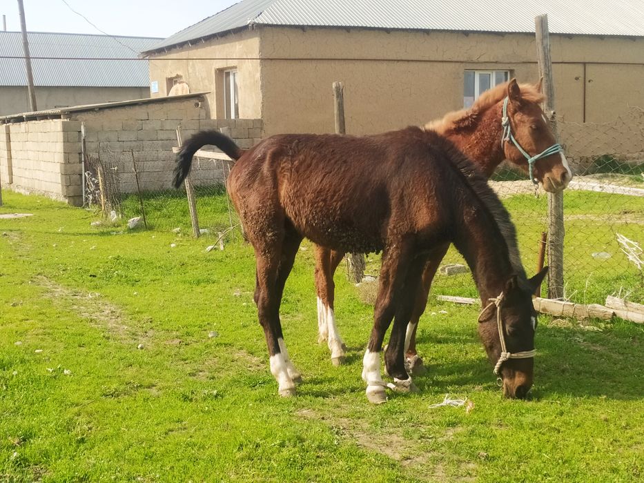 Кунан 2 жасар Сатылады