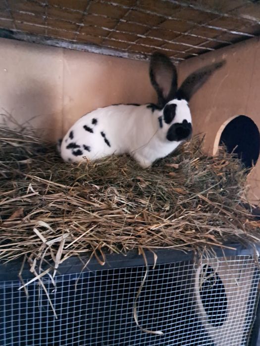 Vand Iepuri fluture german si urias german