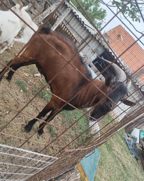 Vând schimb țap alpin francez