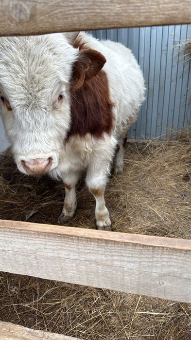 Баспақ  сатылады