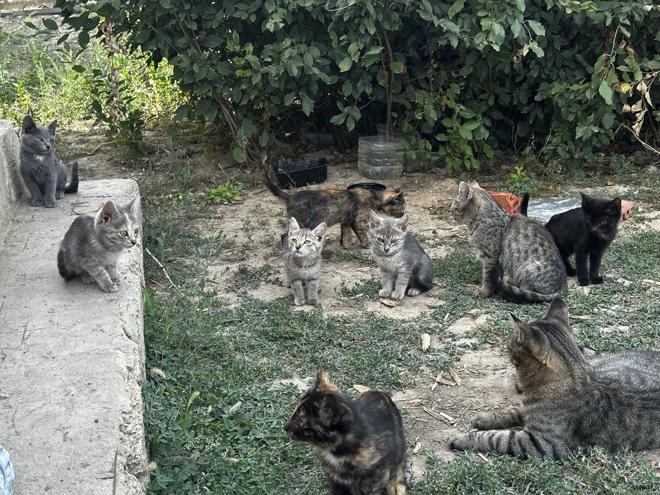 Отдам котят в добрые руки