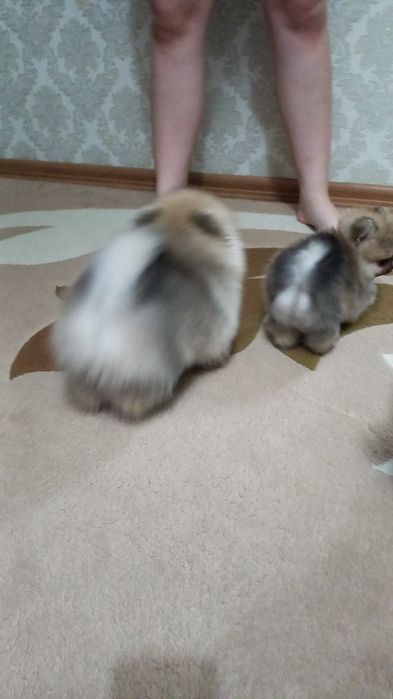 Очень красивые малыши