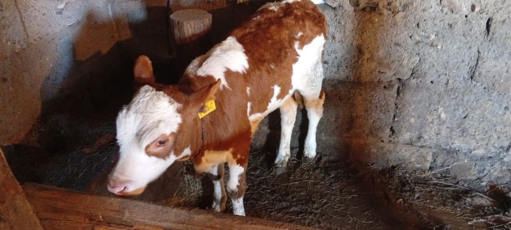 Продается 2х месячная телочка