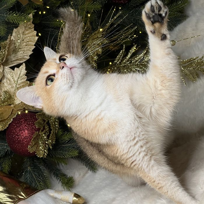 Продается девочка NY12