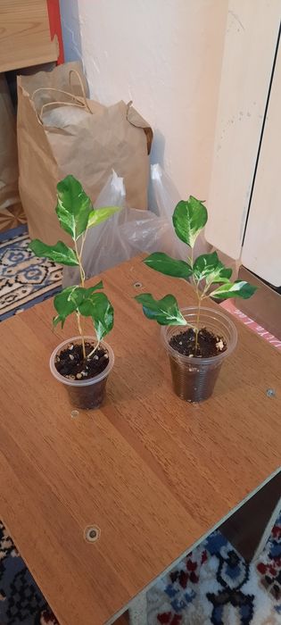 Комнатные цветы красивые